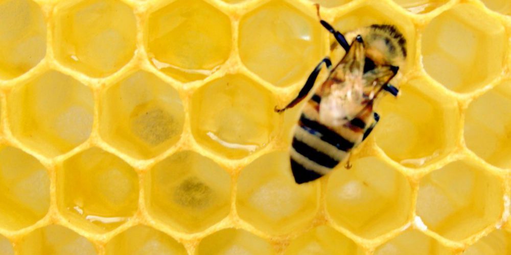 Abeja