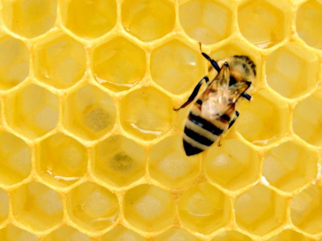 Abeja