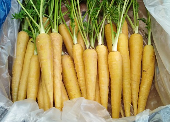 zanamarillas