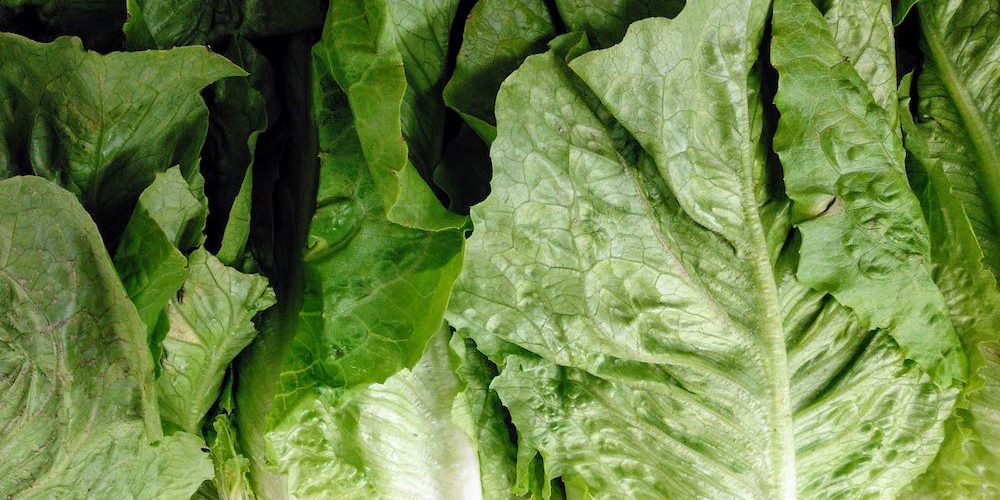 Lechugas