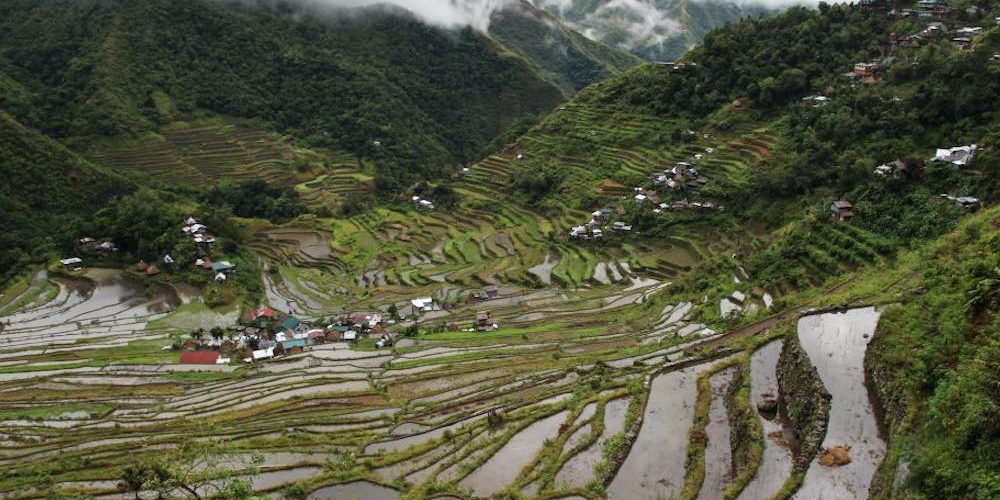 Cultivos de arroz Cultivos de arroz
