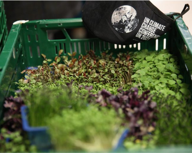 Evento sobre alimentación en la COP26