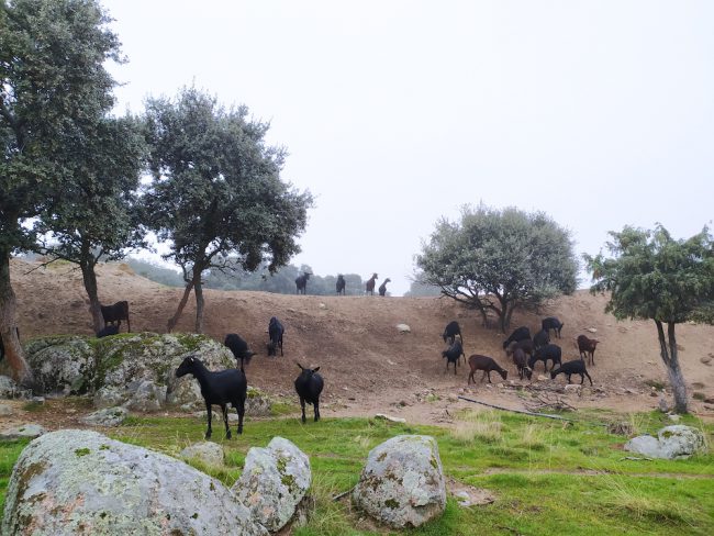 Finca Suerte Ampanera