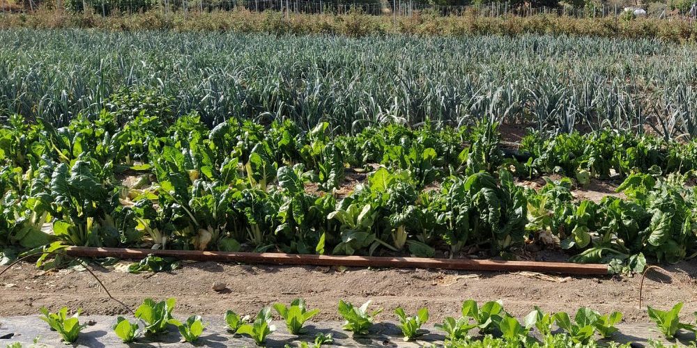 Huerto agroecológico