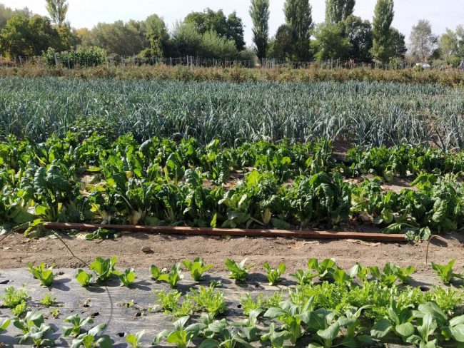 Huerto agroecológico