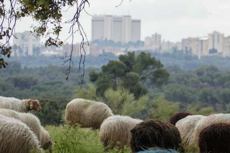 Rebaño de la Coop. Los Apisquillos en la Casa de Campo