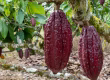 Vainas de cacao