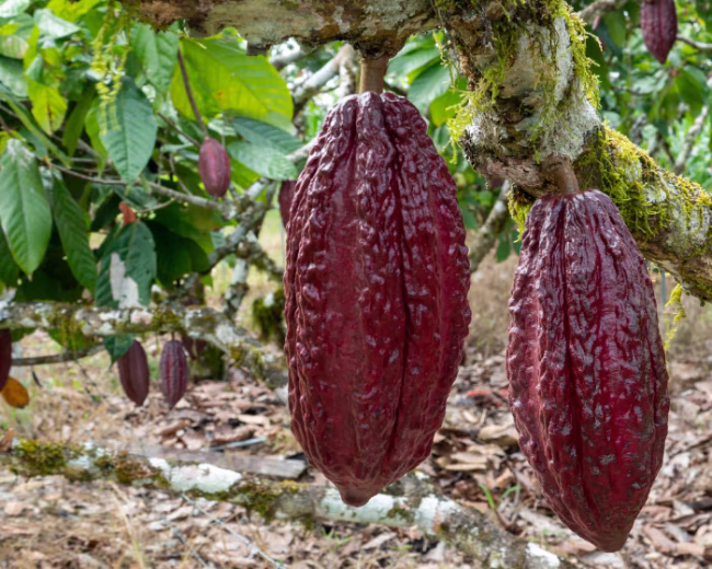 Vainas de cacao